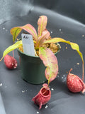 Assorted Nepenthes Group A