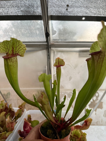 Sarracenia White Wizard