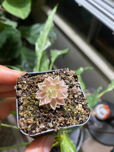 Pinguicula debbertiana “Metallic Purple”