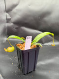 Assorted Nepenthes Group B