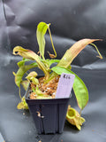 Assorted Nepenthes Group B