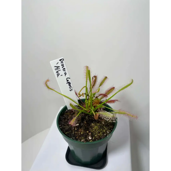 Drosera capensis Seeds 'Alba' at Carnivorous Greenhouse