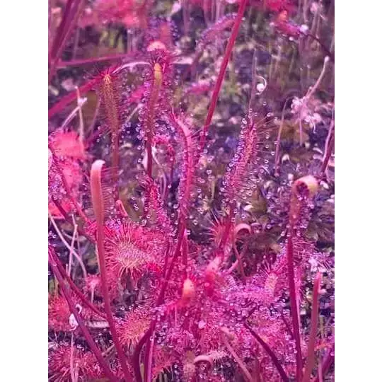 Drosera capensis Seeds 'Red' at Carnivorous Greenhouse