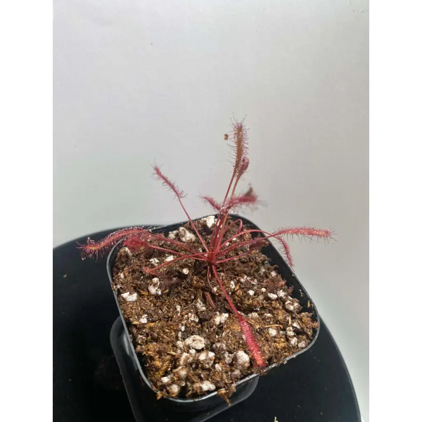 Drosera capensis 'Red' at Carnivorous Greenhouse