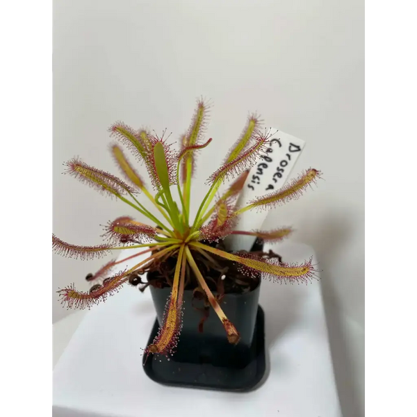 Drosera capensis (Typical) at Carnivorous Greenhouse