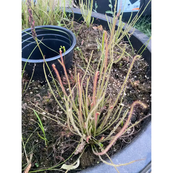 Drosera filiformis Seeds at Carnivorous Greenhouse