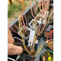 Drosera filiformis at Carnivorous Greenhouse