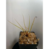 Drosera regia at Carnivorous Greenhouse