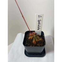 Drosera spatulata Seeds at Carnivorous Greenhouse