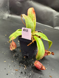Assorted Nepenthes Group D