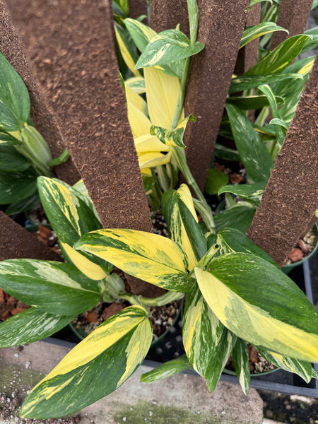 Monstera standleyana