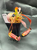 Assorted Nepenthes Group B