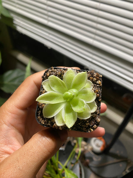 Pinguicula ‘Snow Queen’