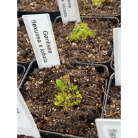 Genlisea flexuosa x lobata at Carnivorous Greenhouse