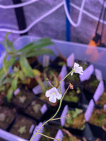Genlisea violacea at Carnivorous Greenhouse
