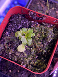Genlisea violacea at Carnivorous Greenhouse