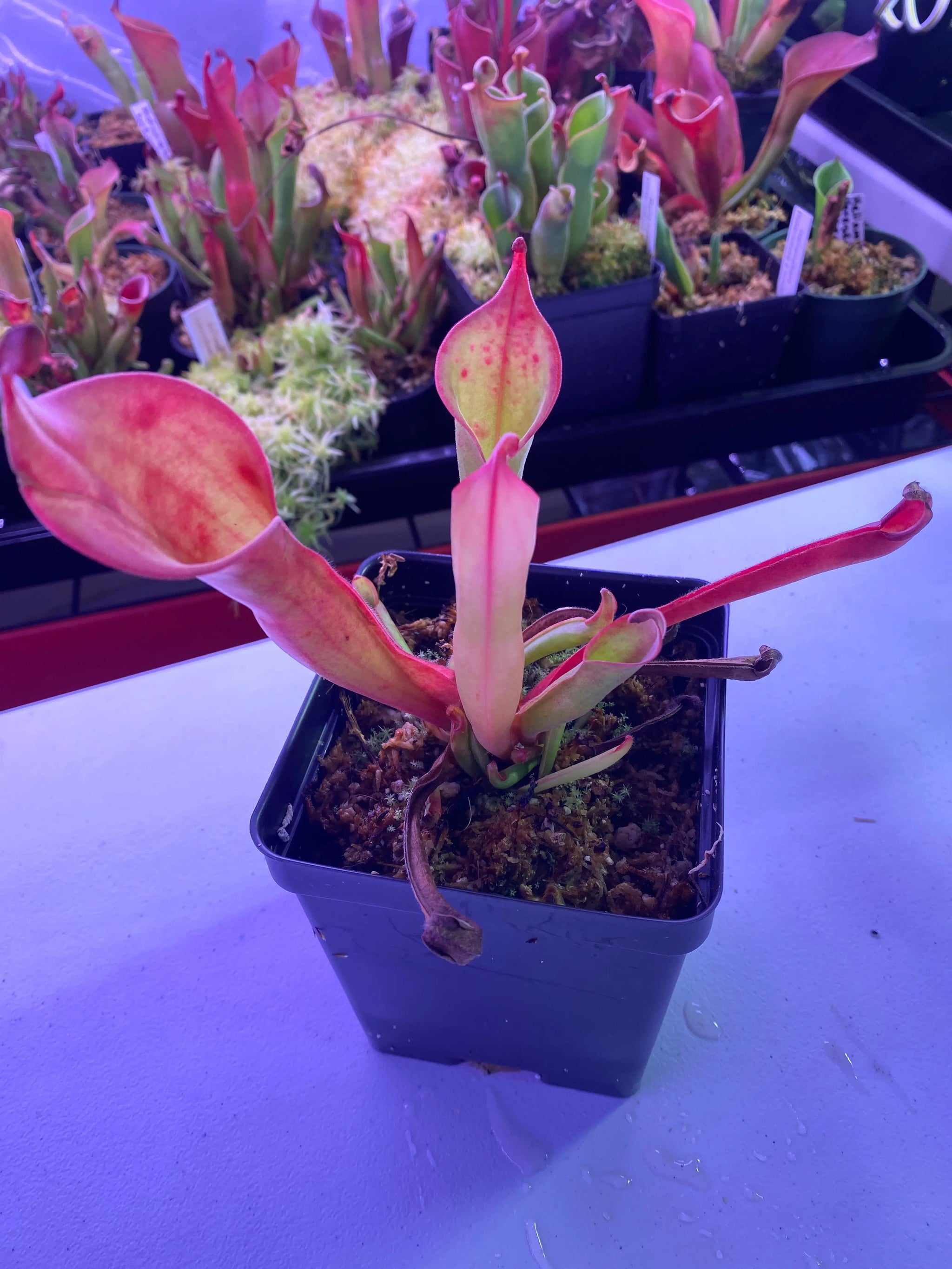 Heliamphora-_Godzilla_-at-