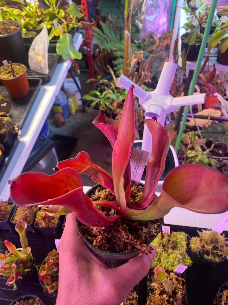 Heliamphora (het. x ionasi) x exapp. for sale at Carnivorous