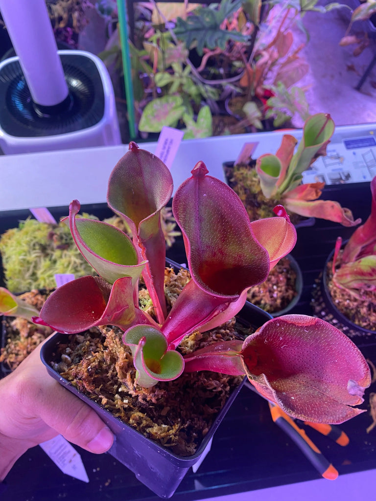 Heliamphora (het. x ionasi) x mvp for sale at Carnivorous Greenhouse