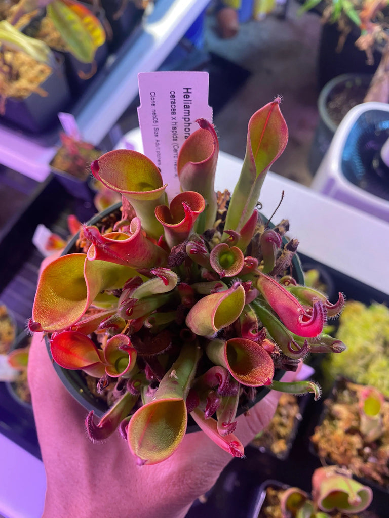 バイラス、アブゾ、バジュラ Heliamphora-ceracea-x-hispida-