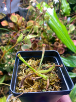 Heliamphora exappendiculata x ionasi at Carnivorous Greenhouse