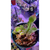 Heliamphora heterodoxa x minor at Carnivorous Greenhouse