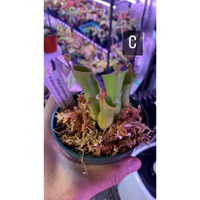 Heliamphora heterodoxa x minor at Carnivorous Greenhouse