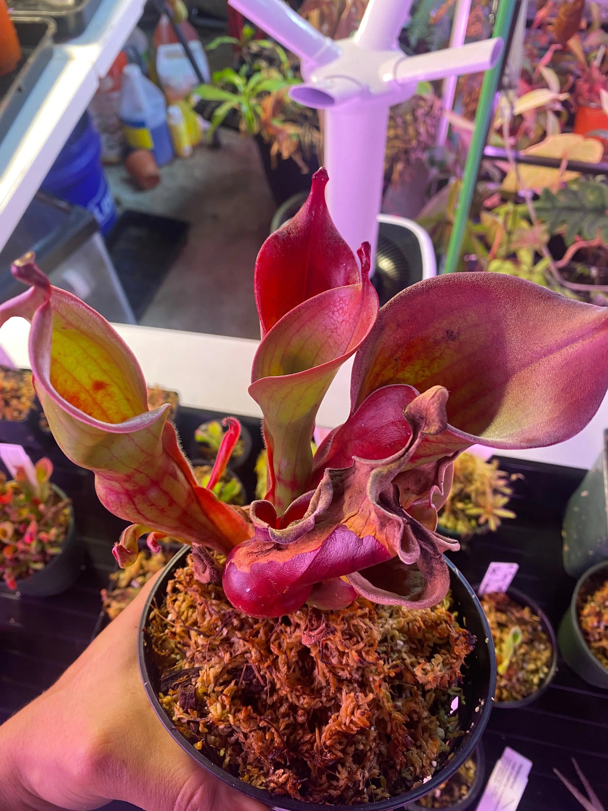 Heliamphora-huberi-x-