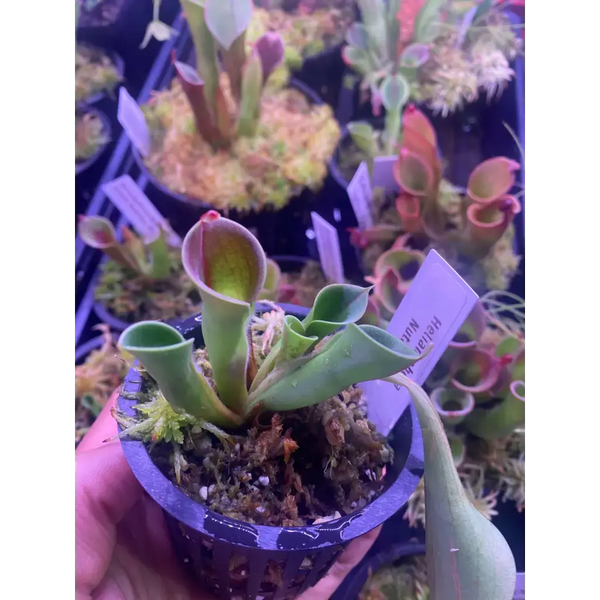 Heliamphora nutans at Carnivorous Greenhouse