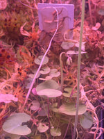 Utricularia nephrophylla x (nelumbifolia x reniformis) at Carnivorous Greenhouse