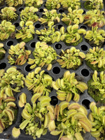 Venus Flytrap 'Typical'