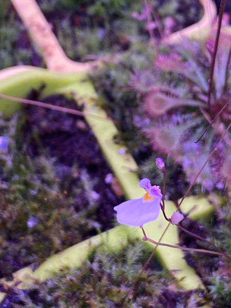 Utricularia parthenopipes at Carnivorous Greenhouse