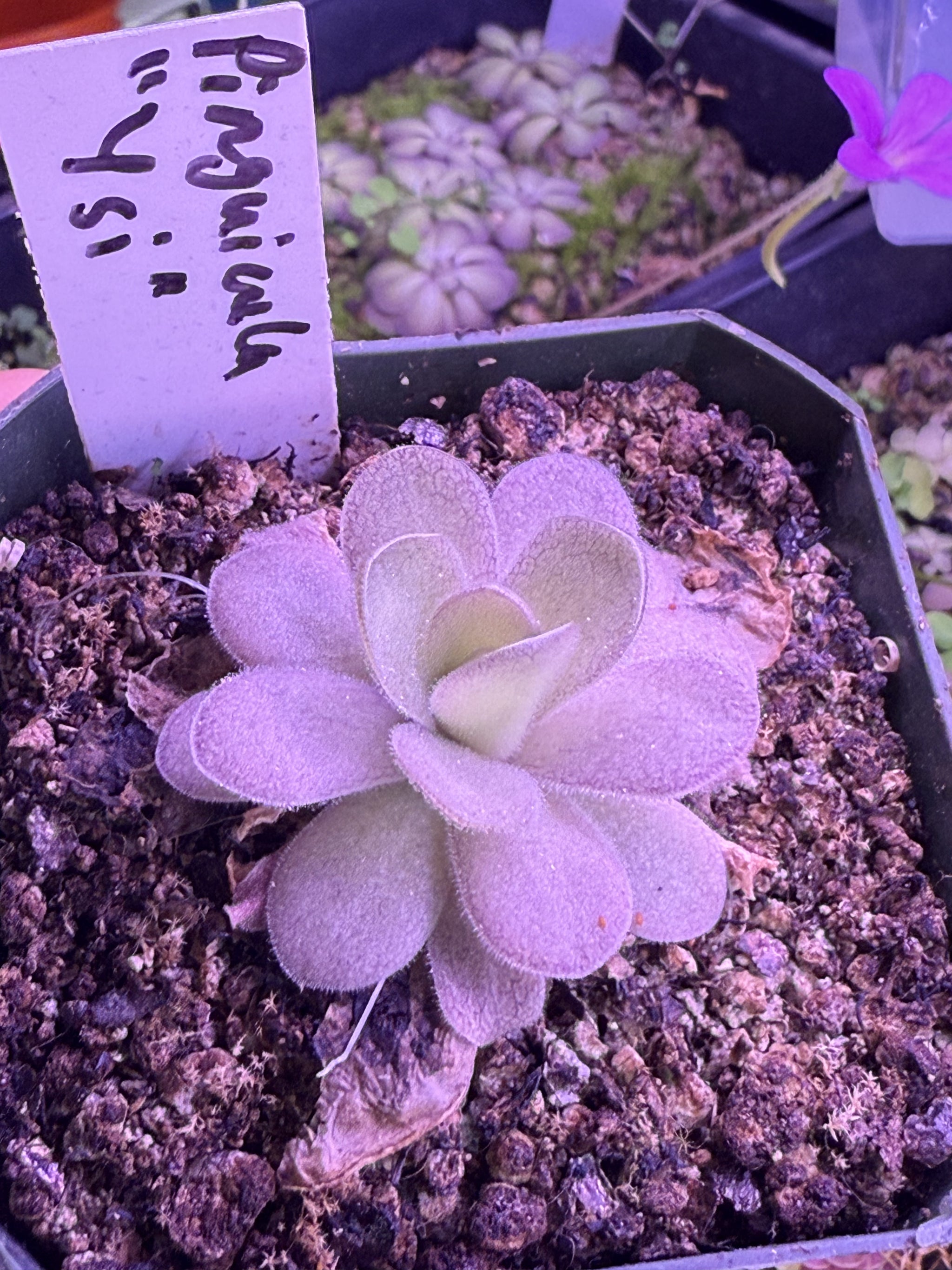 IMG-3103_2048x.heic?v=1747343948