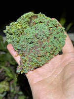 Azolla