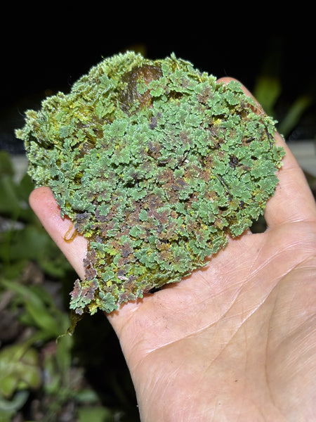 Azolla