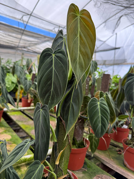philodendron greenhouse Philodendron melanochrysum