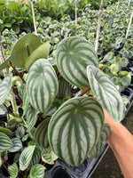 Peperomia argyreia "Watermelon"