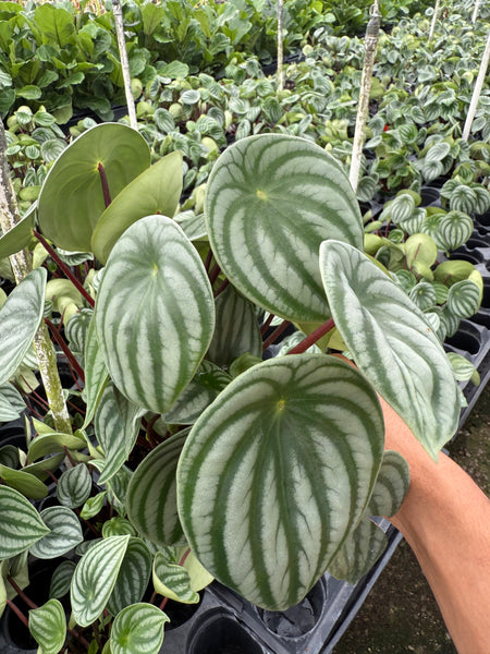 Peperomia argyreia "Watermelon"