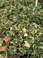 Ficus triangularis variegated