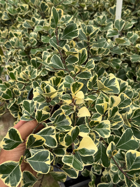 Ficus triangularis variegated