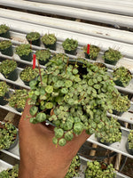 Peperomia Prostrata 'String of Turtles'