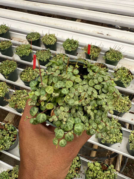 Peperomia Prostrata 'String of Turtles'