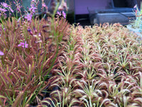 Drosera capensis 'Mini Red'