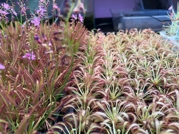 Drosera capensis 'Mini Red'