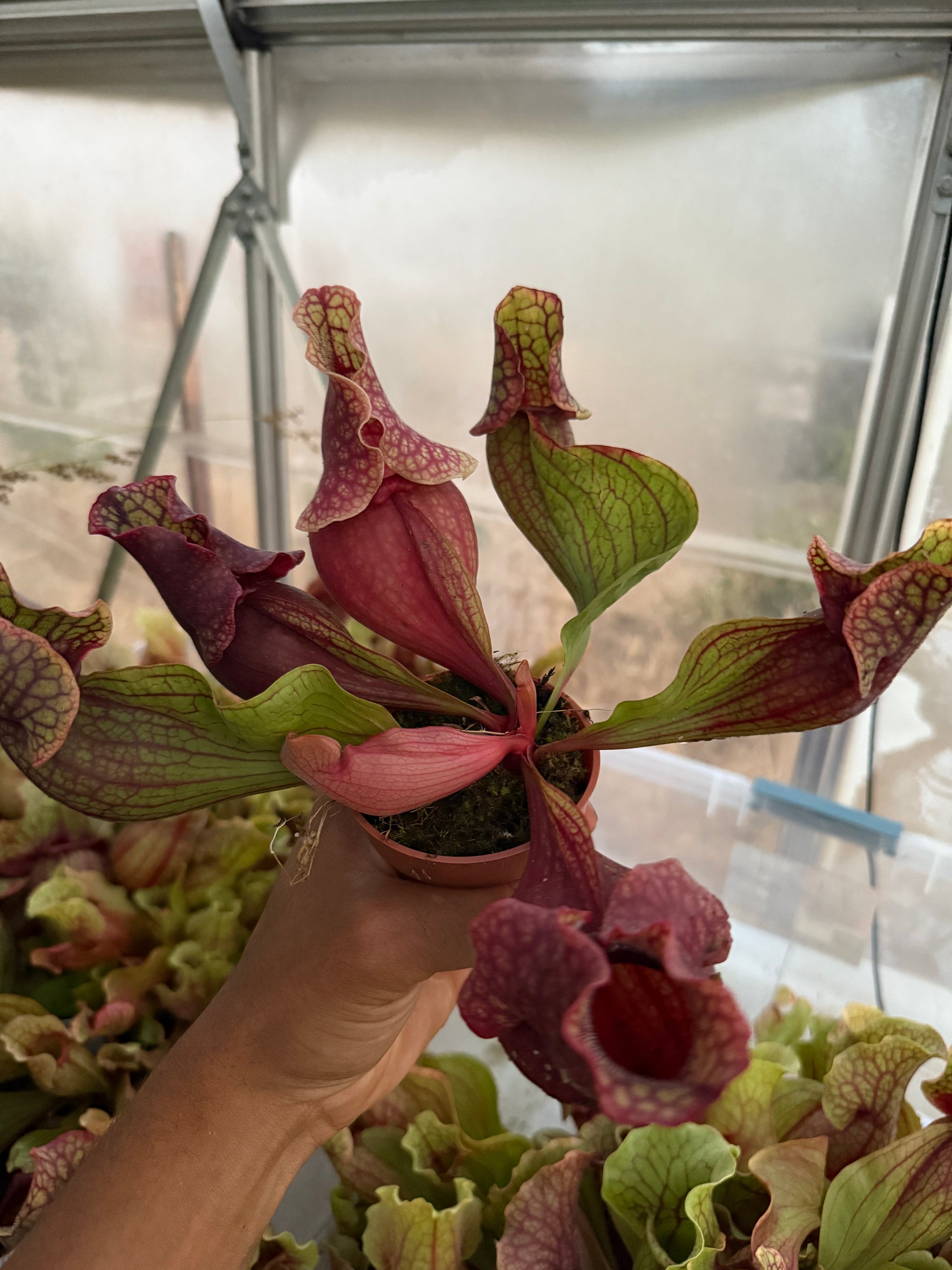 pitcher pot plant Sarracenia purpurea
