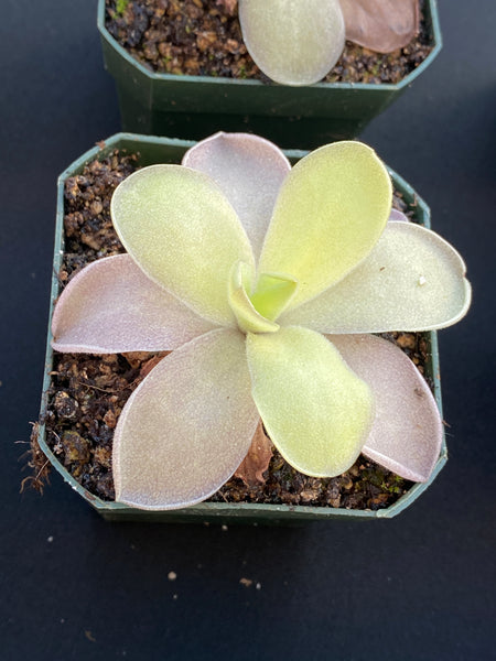 Pinguicula Ysi