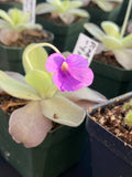 Pinguicula Ysi