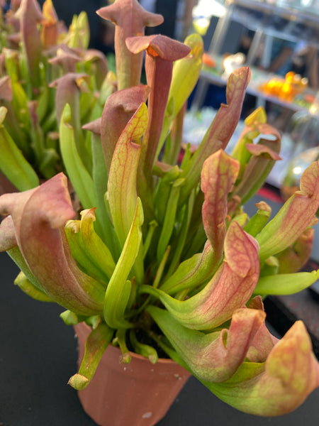 Sarracenia Cobra Nest