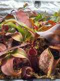 Assorted Nepenthes Group B