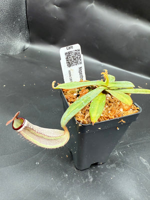 Nepenthes albomarginata pitcher plant